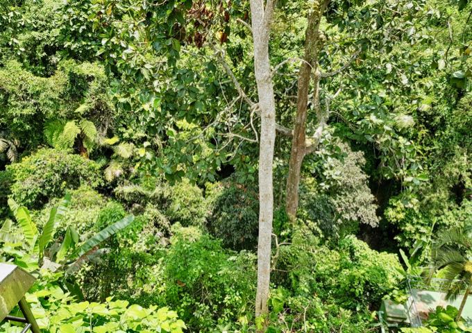 Views in all directions are of lush greenery.