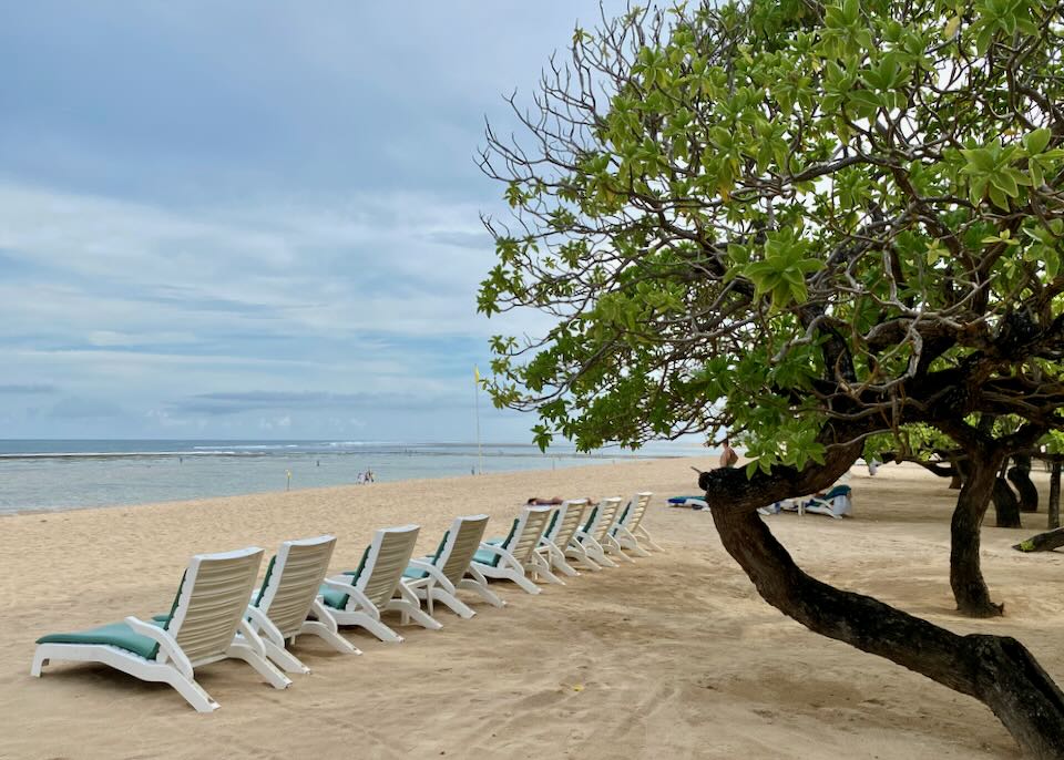 Lounge chairs line the beach under a tree.