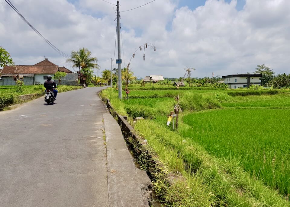 A person on a motorcycle drives on a road next to a green rice field.