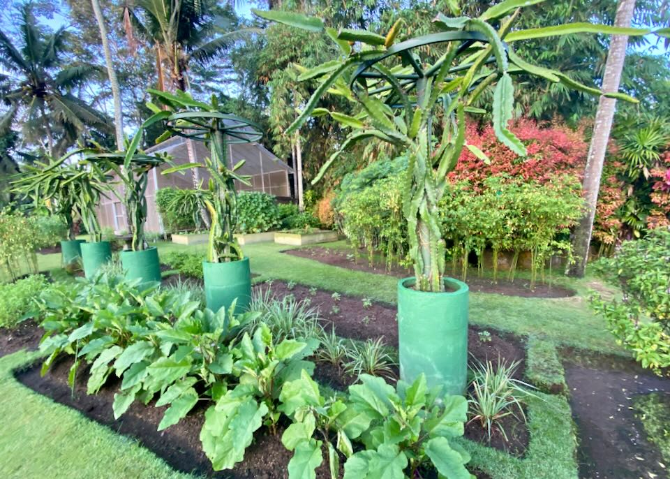 Green plants grow in ordered rows.