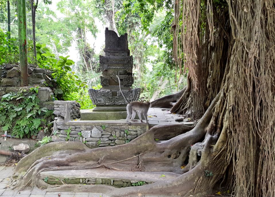 A monkey walks along a stone path.
