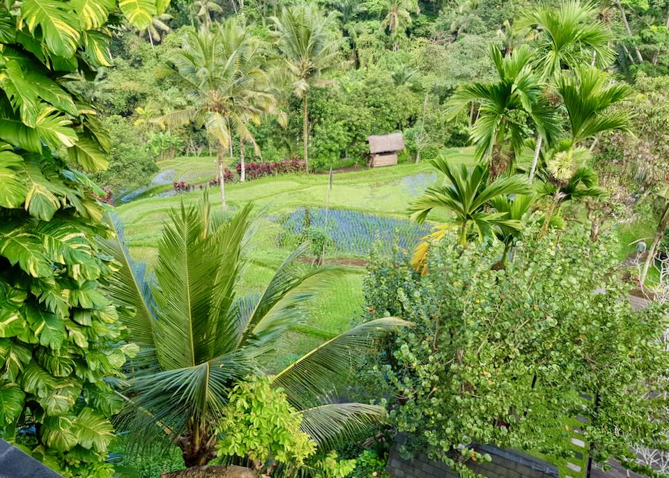 Lush green palm trees, grass, and tropical forest surround a rice paddy.