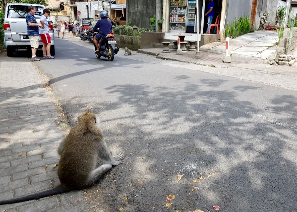A monkey sits on the side of the road.