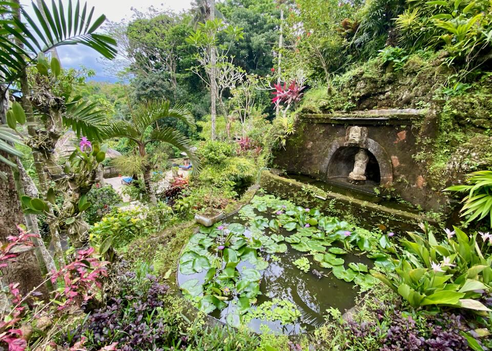 A pond with lily pads sit in the jungle.